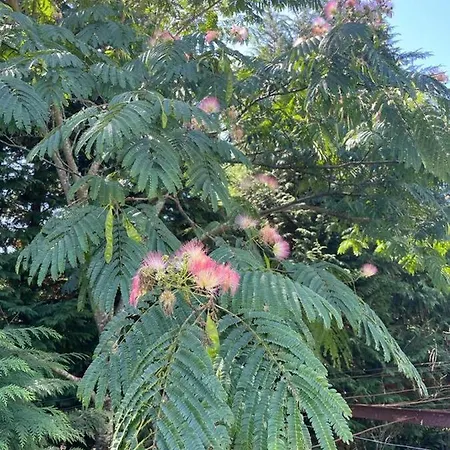 Paredes De Coura Villa Feriehus